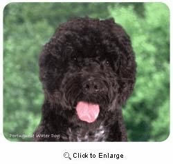 Portuguese Water Dog Mousepad