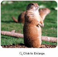 Prairie Dog Mousepad