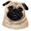 Pug Decal Window Sticker