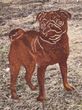 Pug Garden Stake