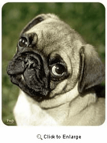 Pug Mousepad