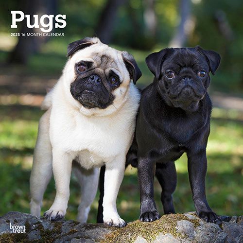 Pugs Calendar 2025Animal Den