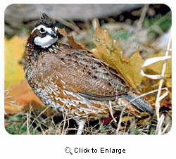 Quail Coasters