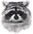 Raccoon Decal Window Sticker