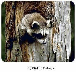 Raccoon Mousepad