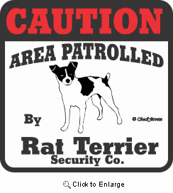Rat Terrier Bumper Sticker Caution