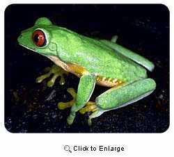 Red Eyed Tree Frog Coasters