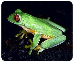 Red Eyed Tree Frog Mousepad