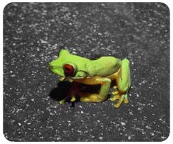 Tree Frog Mousepad