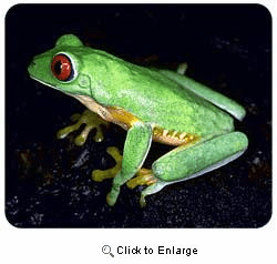 Red Eyed Tree Frog Mousepad
