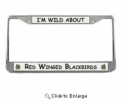 Red Winged Blackbird License Plate Frame