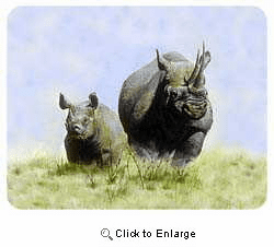 Rhinoceros Coasters