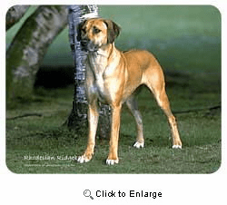 Rhodesian Ridgeback Coasters