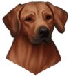 Rhodesian Ridgeback Decal Window Sticker