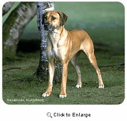 Rhodesian Ridgeback Mousepad