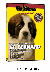 Saint Bernard Video