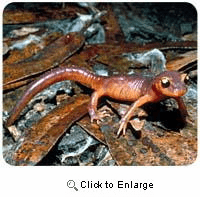 Salamander Mousepad