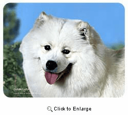Samoyed Coasters