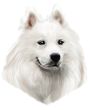Samoyed Decal Window Sticker