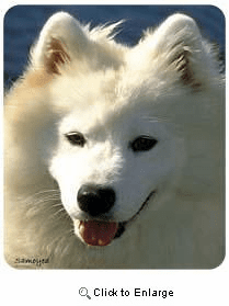 Samoyed Mousepad