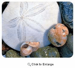 Sand Dollar Coasters