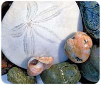 Sand Dollar Mousepad