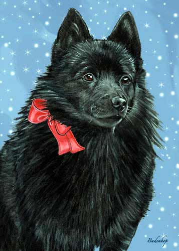 Schipperke Christmas Cards