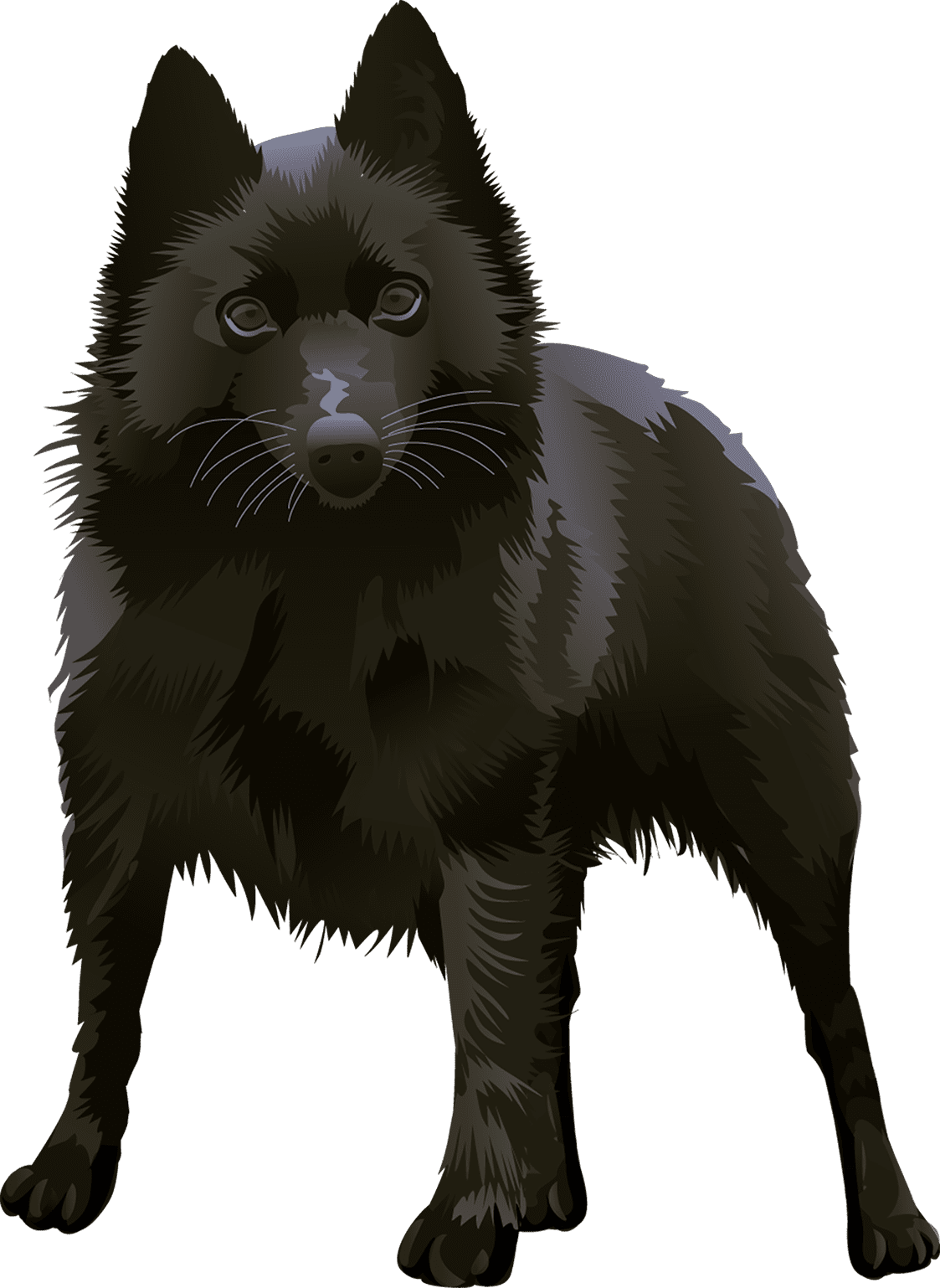 Schipperke T-Shirt - Vibrant Vector