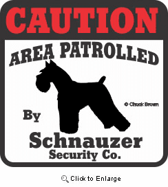 Schnauzer Bumper Sticker Caution