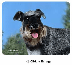Schnauzer Coasters