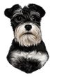 Schnauzer Decal Window Sticker