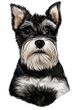 Schnauzer Decal Window Sticker Cropped