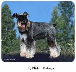 Schnauzer Mousepad