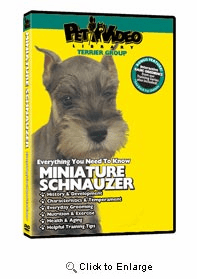 Schnauzer Video