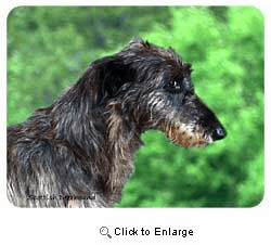 Scottish Deerhound Coasters