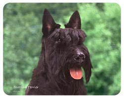 Scottish Terrier Coasters