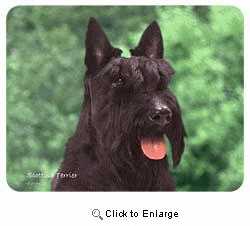 Scottish Terrier Coasters