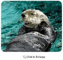 Sea Otter Mousepad