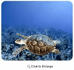 Sea Turtle Mousepad