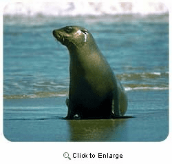 Seal Mousepad