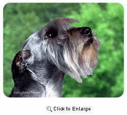 Sealyham Terrier Coasters