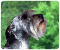 Sealyham Terrier Mousepad