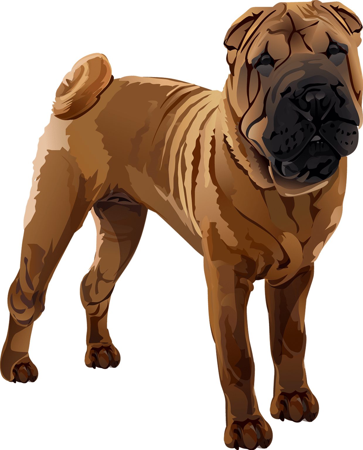 Shar Pei T-Shirt - Vibrant Vector