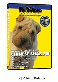 Shar Pei Video