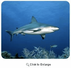Shark Mousepad