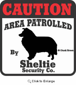 Shetland Sheepdog Bumper Sticker Caution