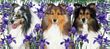 Shetland Sheepdog Coffee Mug