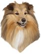 Shetland Sheepdog Decal Window Sticker