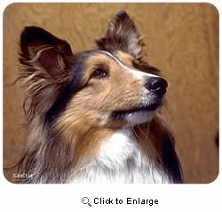 Shetland Sheepdog Mousepad