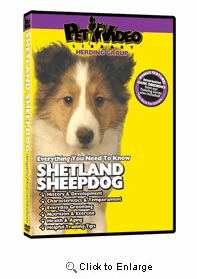 Shetland Sheepdog Video